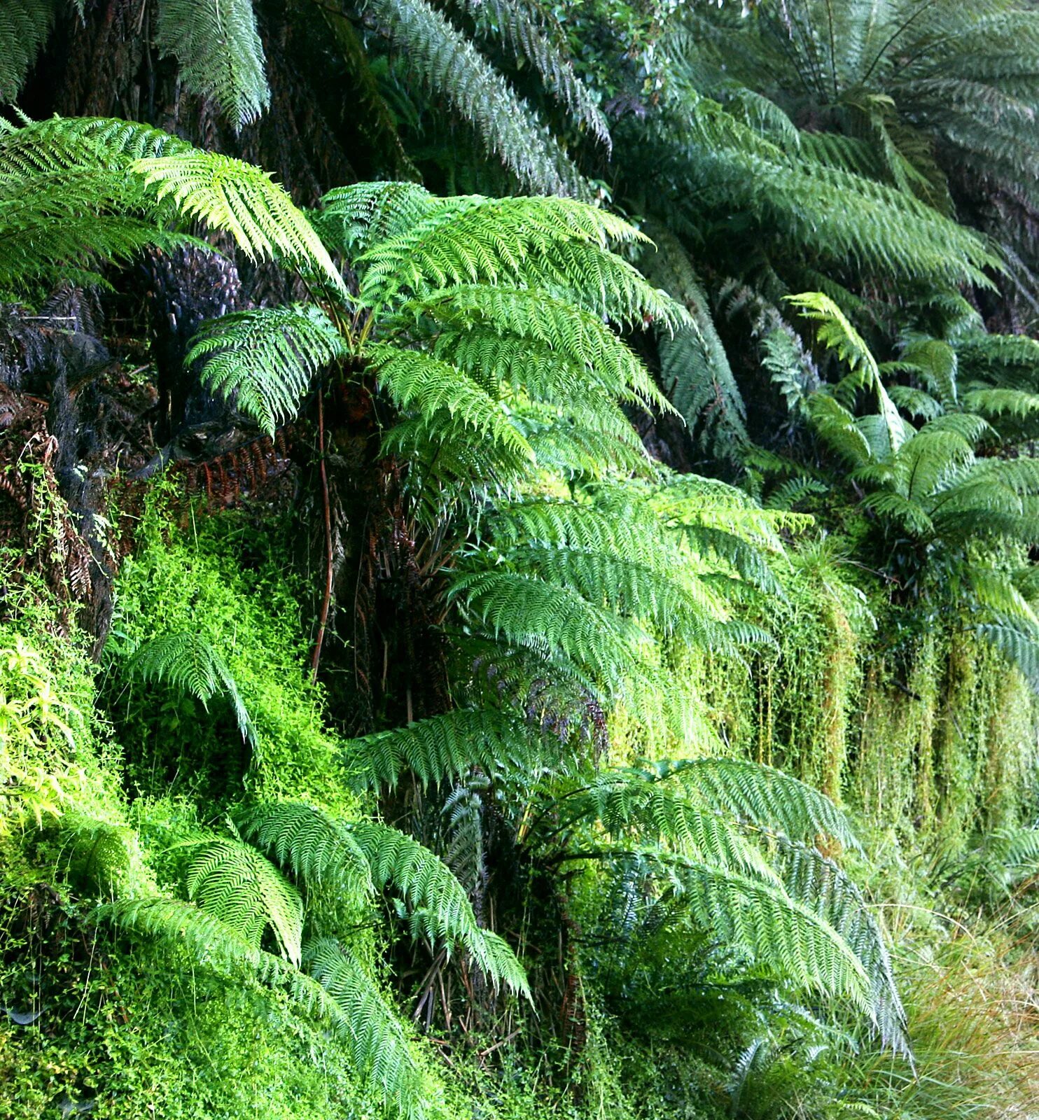 Rainforest plants. Диксония антарктическая. Древовидные папоротники Тасмания. Лиановидный папоротник. Диксония папоротник.