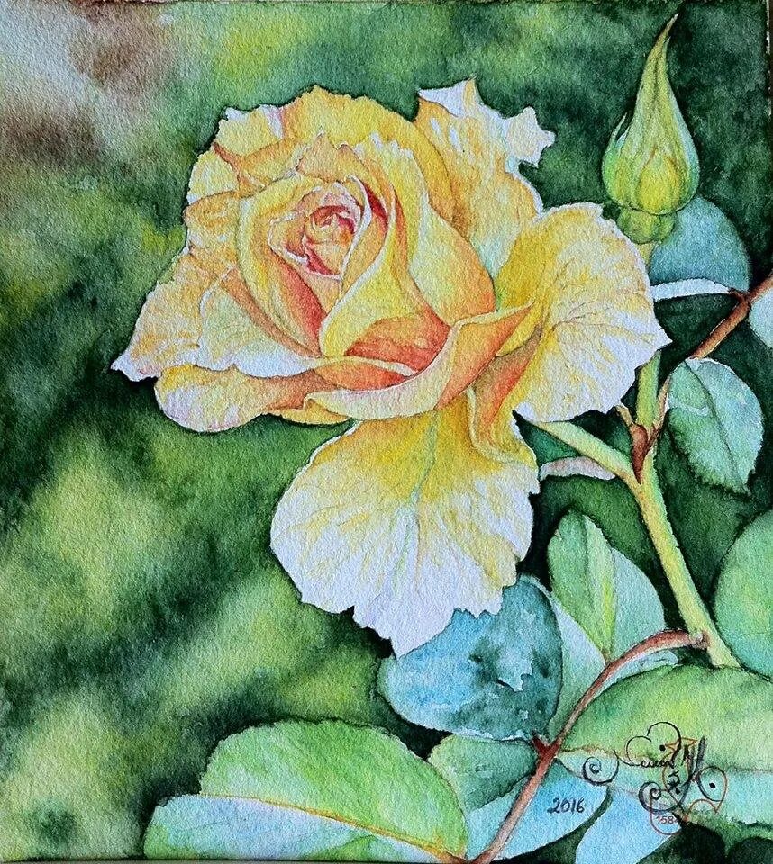 Rosen tantau / роза aquarell. описание розы акварель. Sharon freeman. роза акварель. сергей курбатов акварель натюрморт.