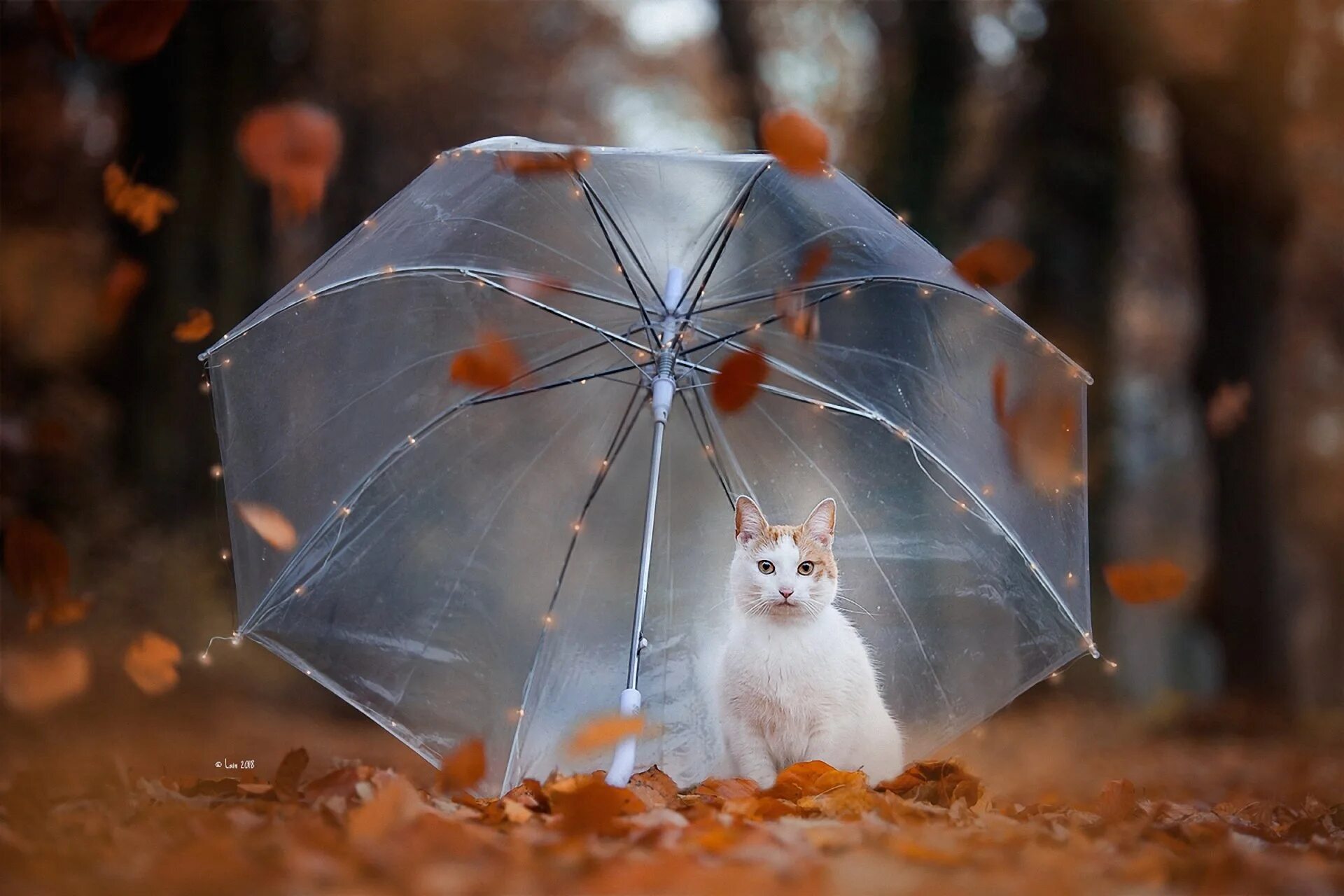 Rain animals. Котик под зонтиком. Кошка с зонтиком. Осенний дождь. Кот под зонтом.