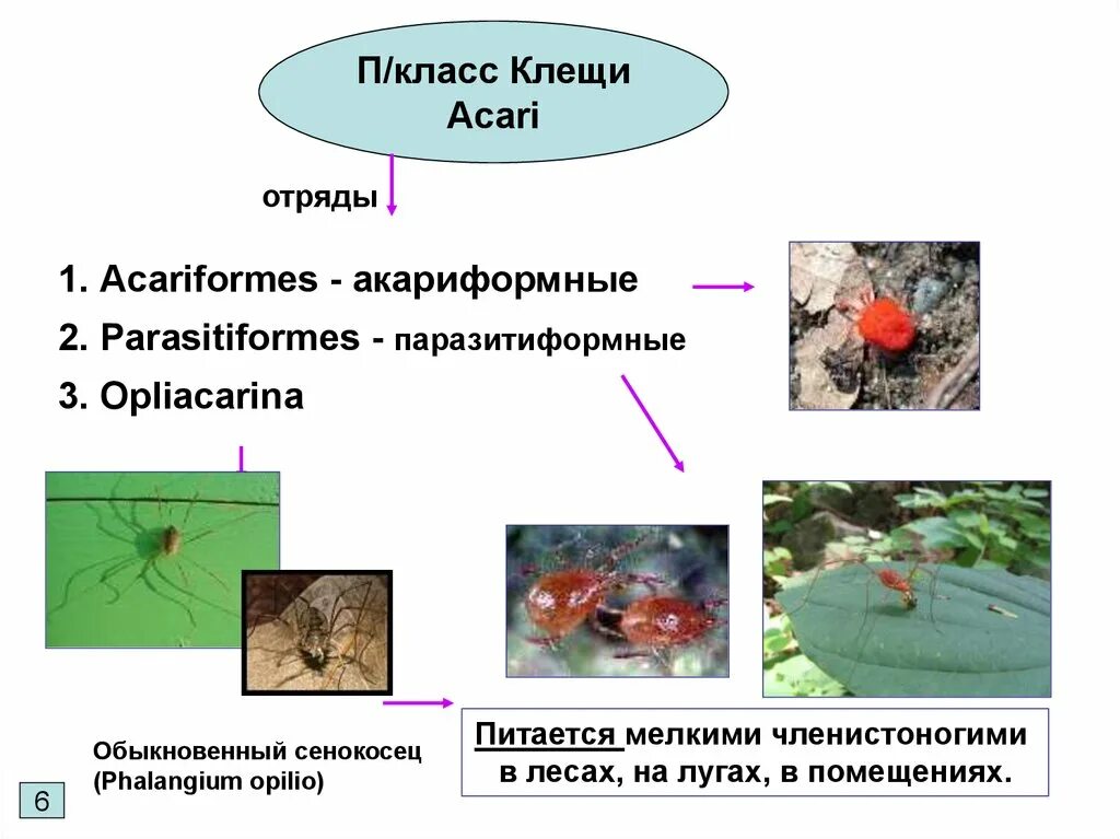 Строение акариформных клещей. Представитель отряда акариформные клещи. Семейства паразитиформных клещей. Систематика акариформных клещей.