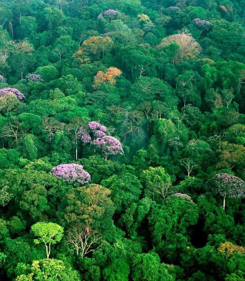 Экваториальные леса страны. Влажные тропические леса Южной Америки. Сельва в Африке. Экваториальный лес Сельва растения.