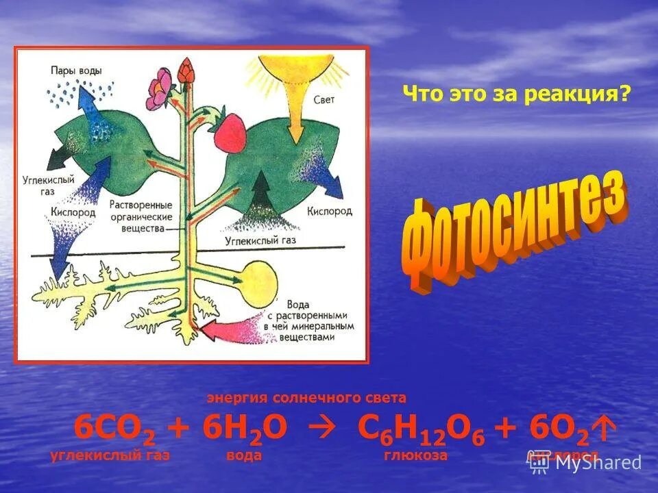 Кислород углекислый газ вода солнечный свет. Углекислый ГАЗ + вода → органические вещества + кислород,. Химические реакции в природе фотосинтез. Кислород углекислый ГАЗ В воде. Углекислый ГАЗ В жизни человека и природы.