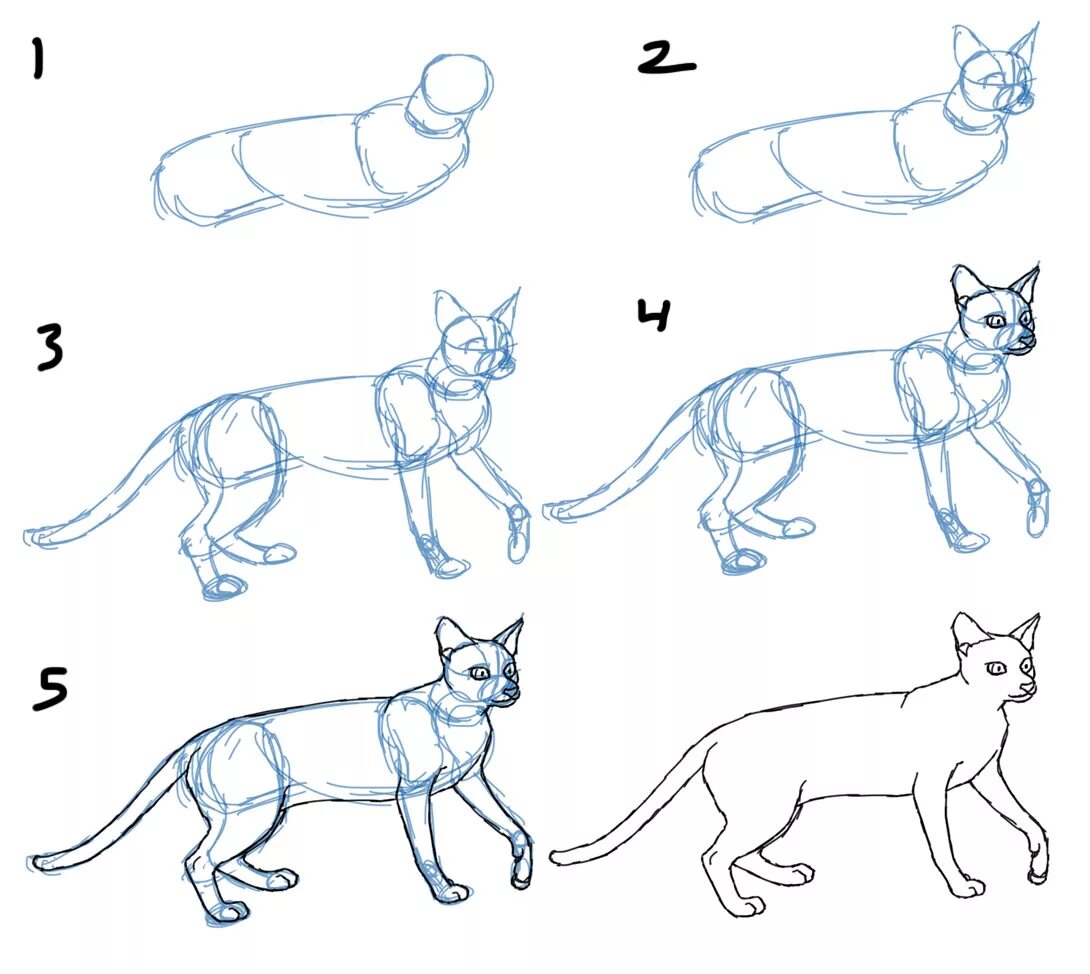 Пошаговые уроки с нуля. Поэтапное рисование кошки. Схема рисования кошки. Этапы рисования кошки для дошкольников. Рисование кошки пошагово.