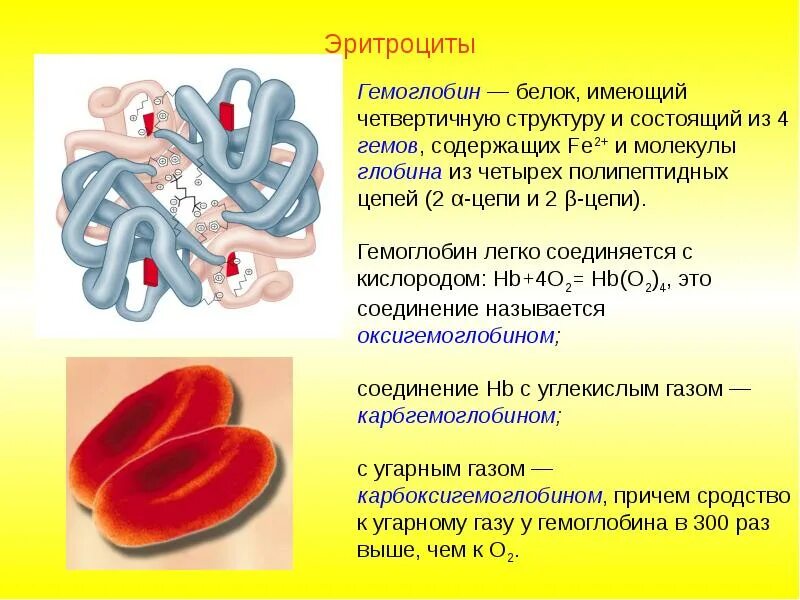Какая функция эритроцитов. Белок полосы 3 эритроцитов функция. гемоглобин структура четвертичная структура белка. четвертичная структура гемоглобина. белки эритроцитов.