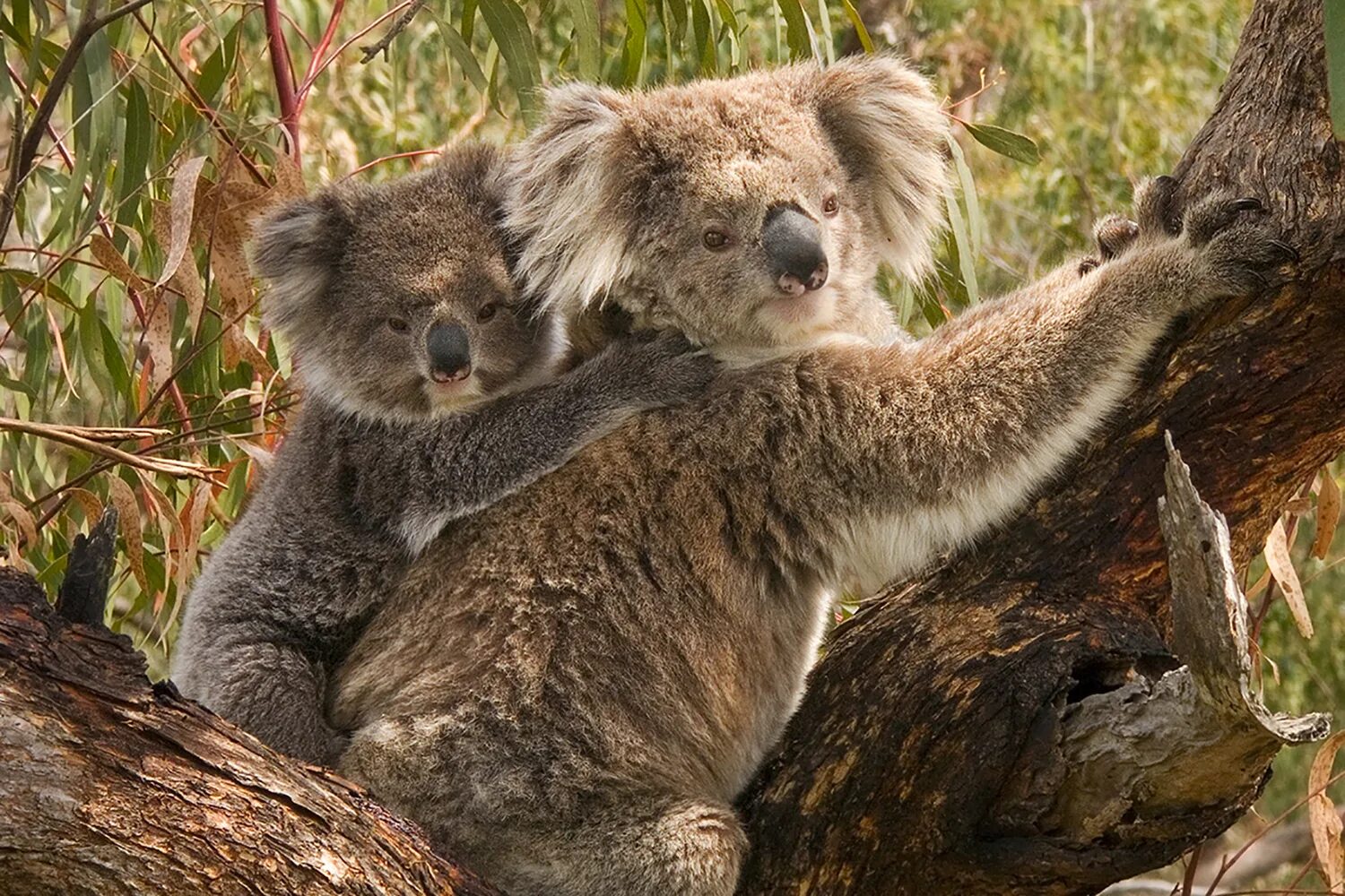 Коала. Коалы обнимаются. Активное животное. Общение в мире животных