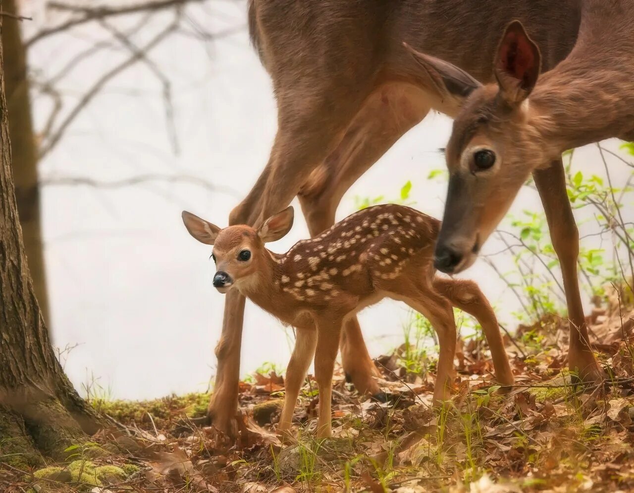 Семья оленей. Олениха уши. Олениха с олененком. Олениха с олененком. Северная олениха с олененком.