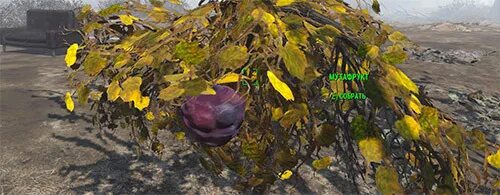 Мутафрукт fallout 76. Мутафрукт фоллаут. Мутафрукт fallout 2. Мутафрукт fallout 4. Мутафрукт fallout 4.