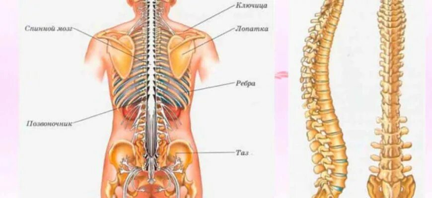Органы в пояснице. Строение человека со спины. Спина строение позвоночника. Спина позвоночник анатомия.