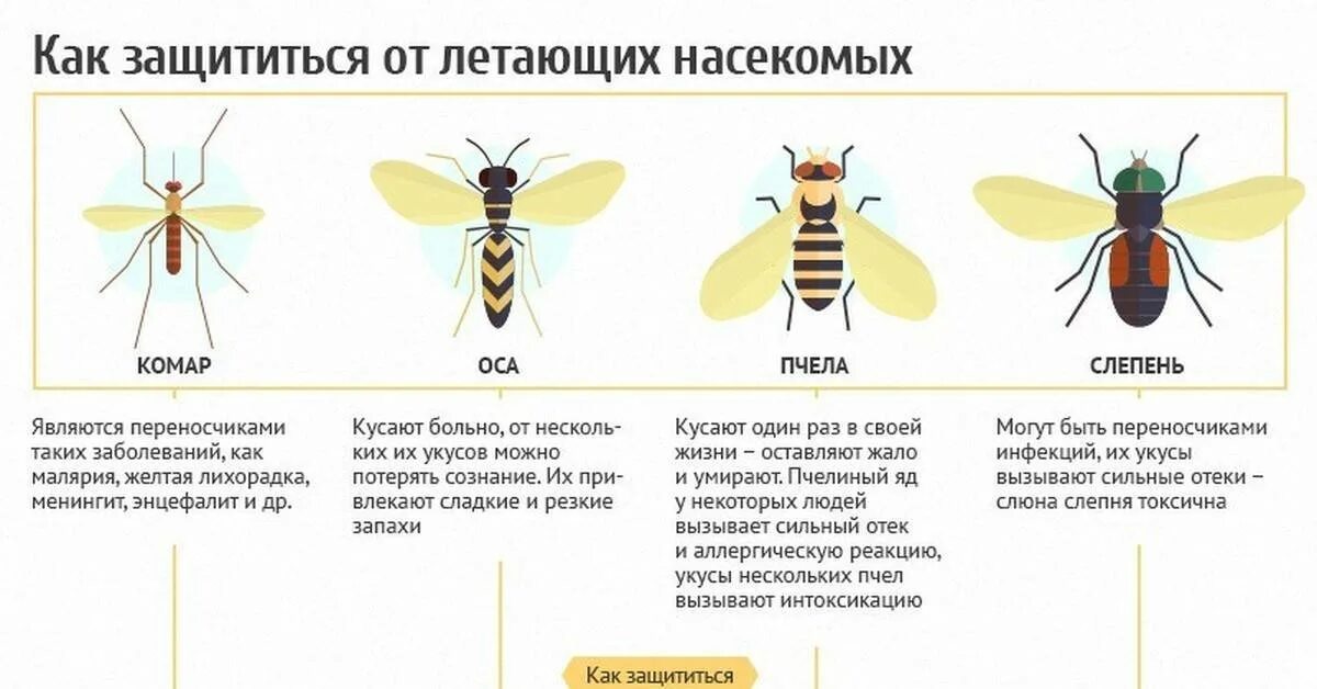 Укус осы первая помощь в домашних условиях. Пчелы как защищаются от ОС. Пчела и Оса и Шмель и Шершень и слепень. Шмель пчела Оса Шершень укусы. Жалящие насекомые для дошкольников.