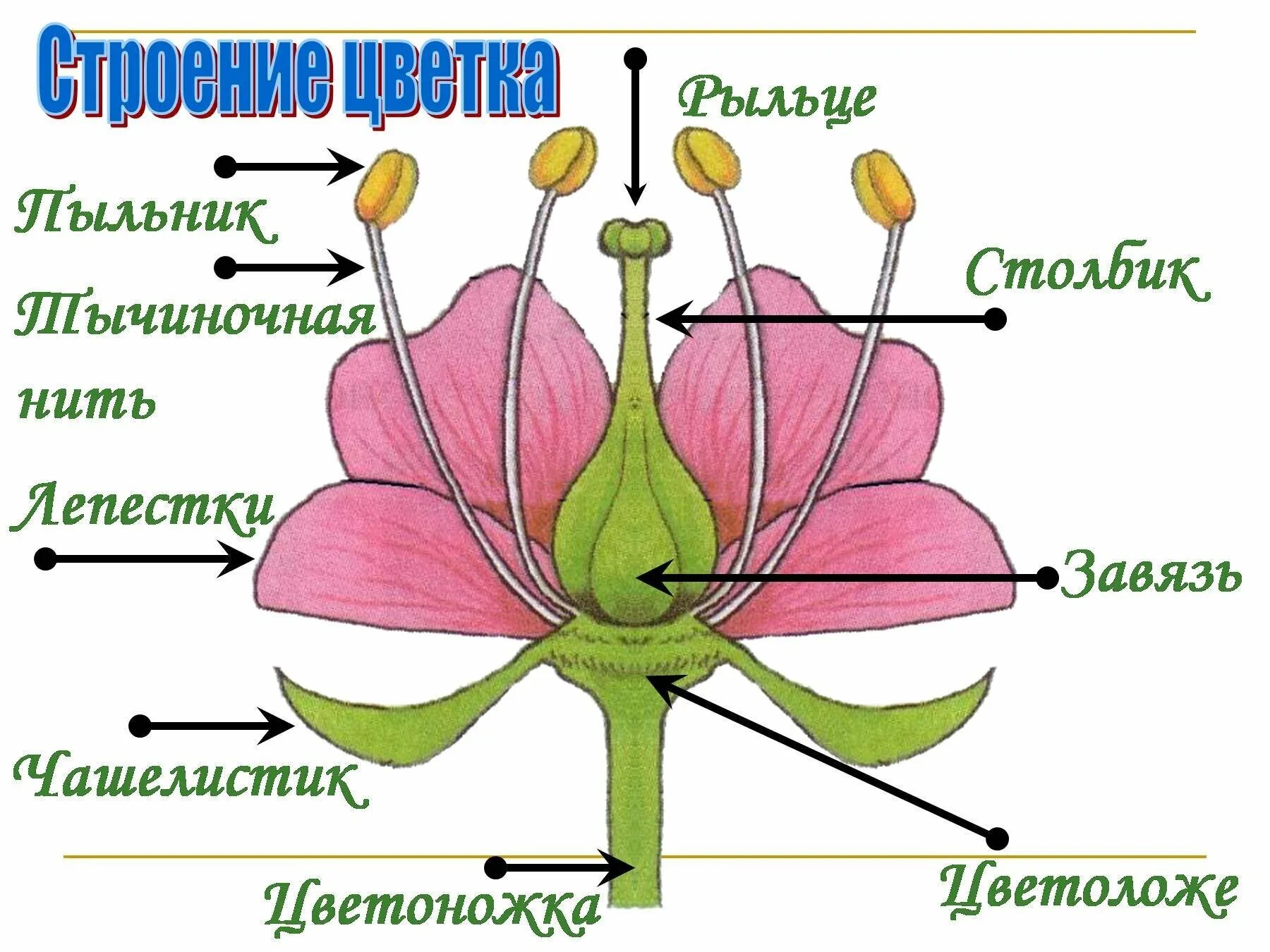 Число чашелистиков у двудольных. Схема строения цветка 6 класс биология. Схема цветка биология 6 класс. Строение цветка 6 класс биология рисунок из учебника. Строение цветка покрытосеменных растений.