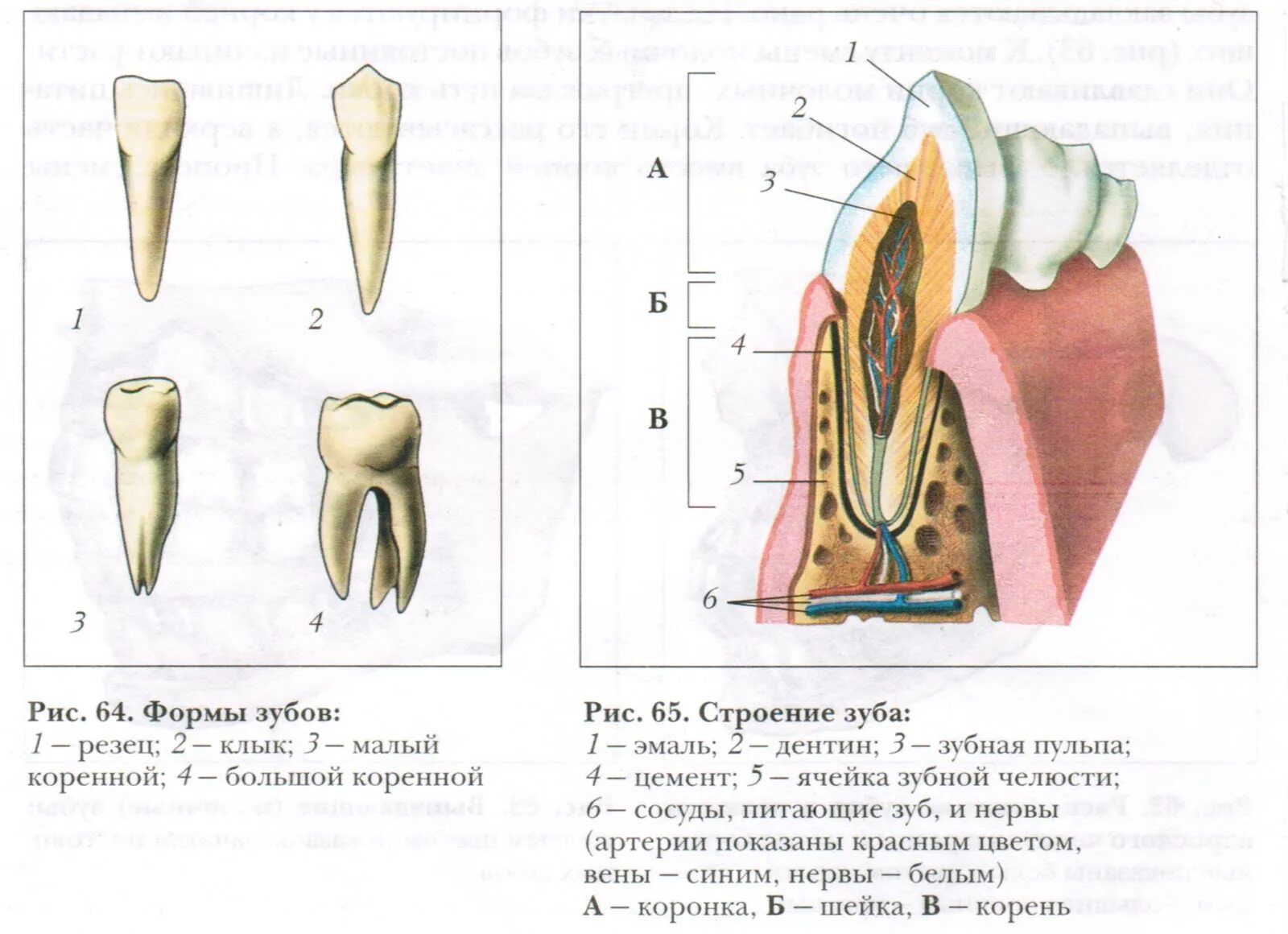 Строение зуба анатомия 8-. Строение зуба рисунок биология. Внешнее строение зуба биология. Зуб клык у человека строение.