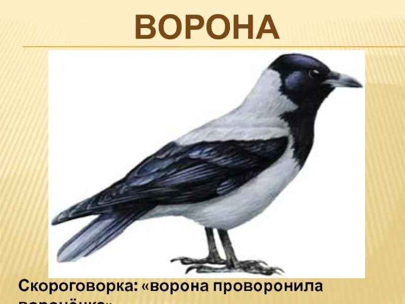 Скороговорка про ворон. Скороговорки ворона вороненку. Водовоз вез воду из водопровода скороговорка. Проворонила ворона вороненка. Ворона и воробей.