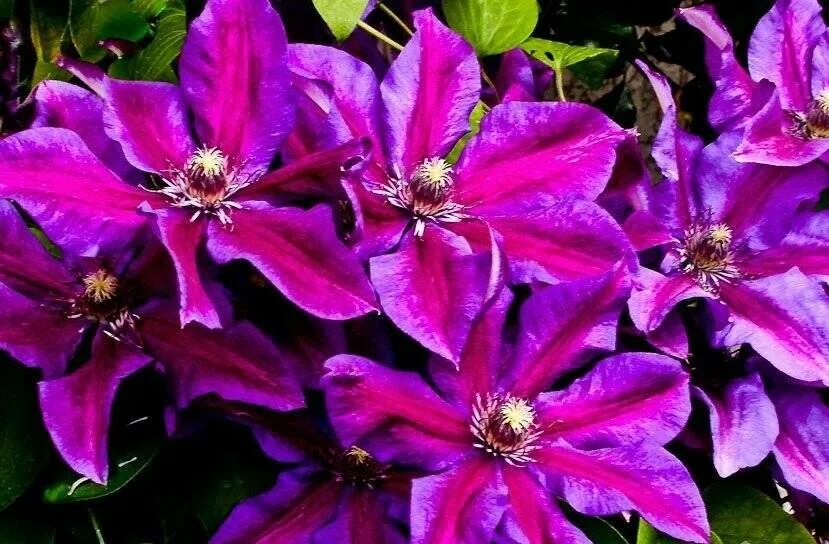 Мисис компсон клематис. Клематис mrs n. Thompson. Клематис миссис томпсон. Клематис mrs n.