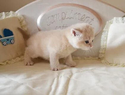 Комплименты кошке