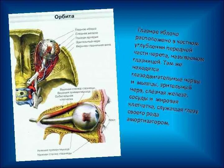 Глазные яблоки расположены в парных углублениях черепа. Глазодвигат мышцы. Строение орбиты глаза животных.