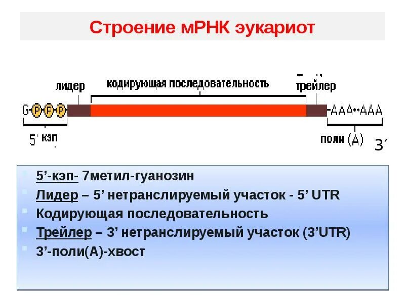 Функция информационной рнк. Нетранслируемый участок 5&#039; мрнк. мрнк строение функции. структура мрнк биохимия. строение матричной рнк биохимия.