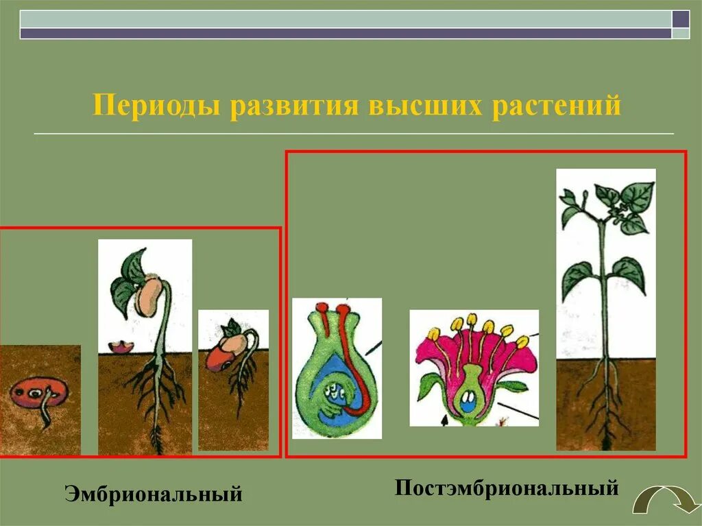 Периоды индивидуального развития растений. Периоды развития растений. Эмбриональный период развития растений. Эмбриональный этап развития растений. Эмбриональный и постэмбриональный период растений.