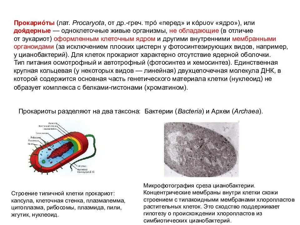 К эукариотам относят кишечную палочку