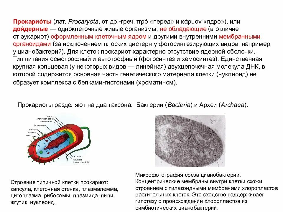 Прокариоты теория