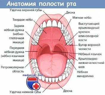 Полость рта анатомические особенности