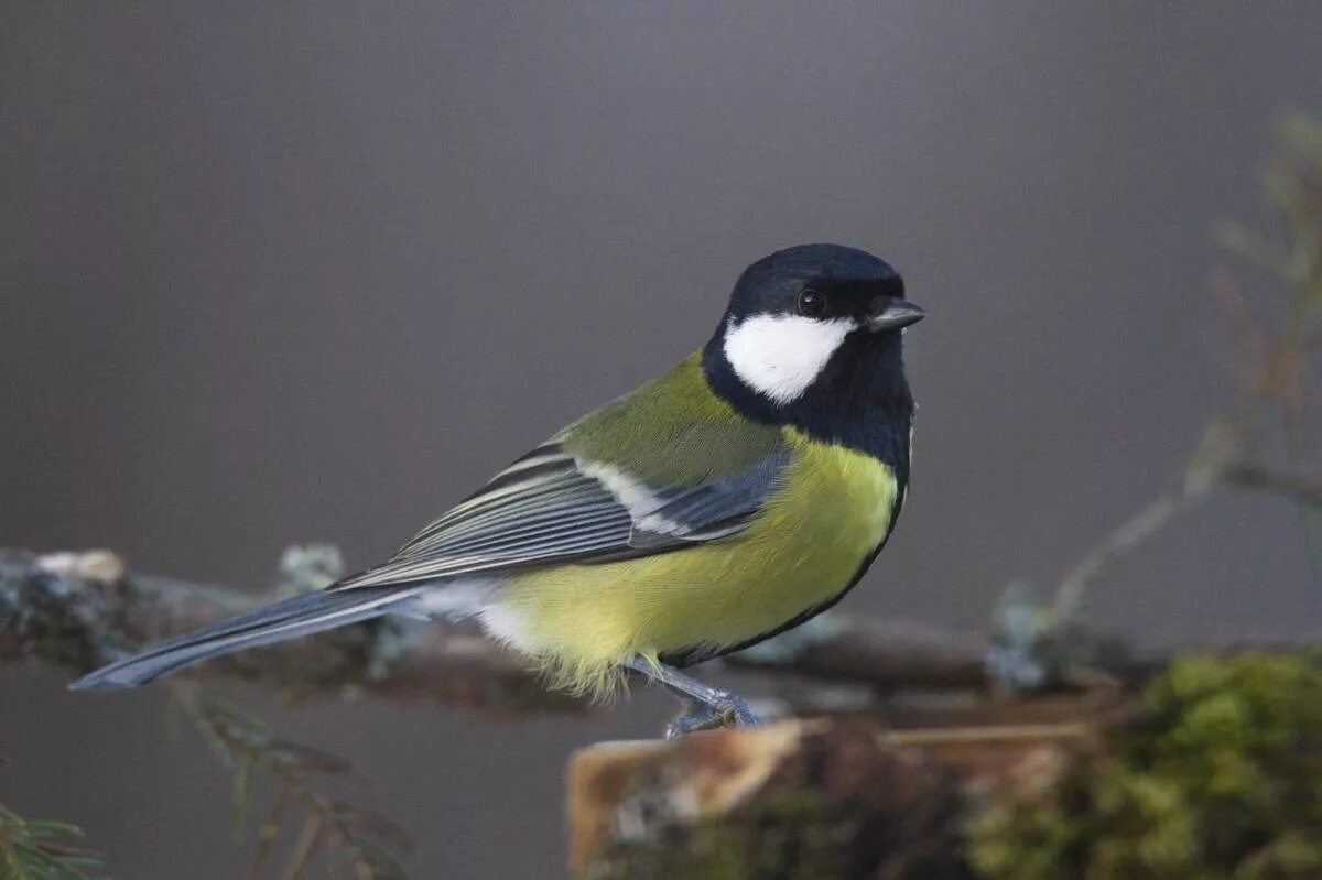 Синица Parus Major. Большая синица синицы. Parus Major Major. Синица большая птица фото.