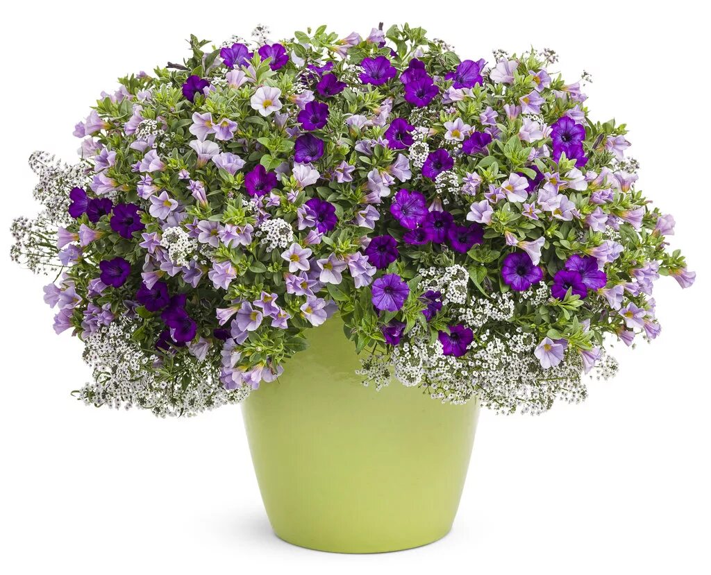 Кашпо из цветов. Кашпо микс. Горшечная композиция папоротник бегония. Кашпо микс. Калибрахоа с ипомеей.