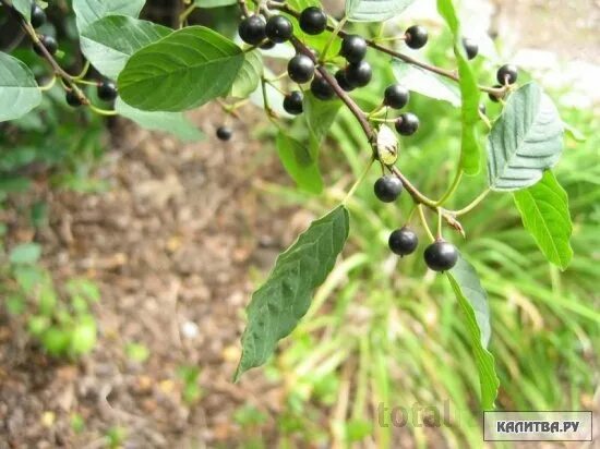 Крушина черная ягода фото POISONOUS BERRIES Alder buckthorn