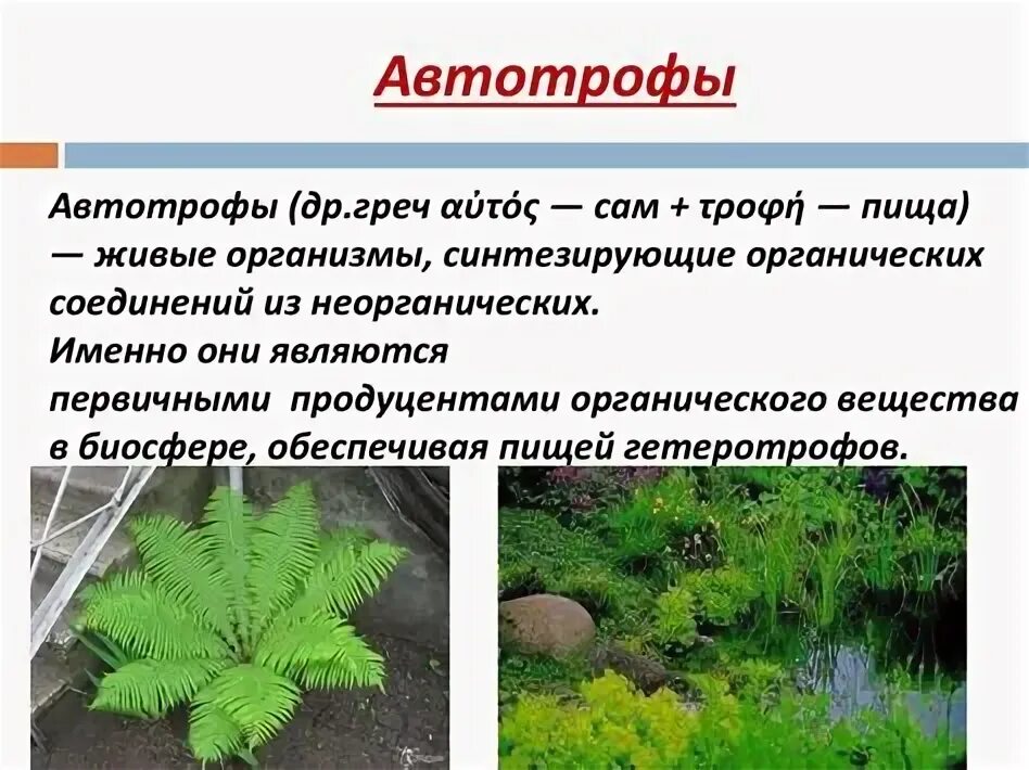 Появление автотрофных организмов