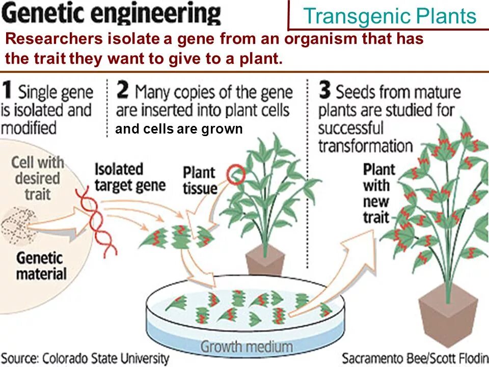 What goods were made from the plant. Genetic Engineering of Plants. What is genetic Engineering. Genetic Engineering process. Genetic Engineering презентация.