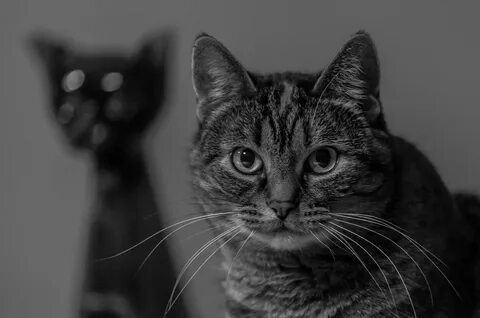Лицо кота черно белого