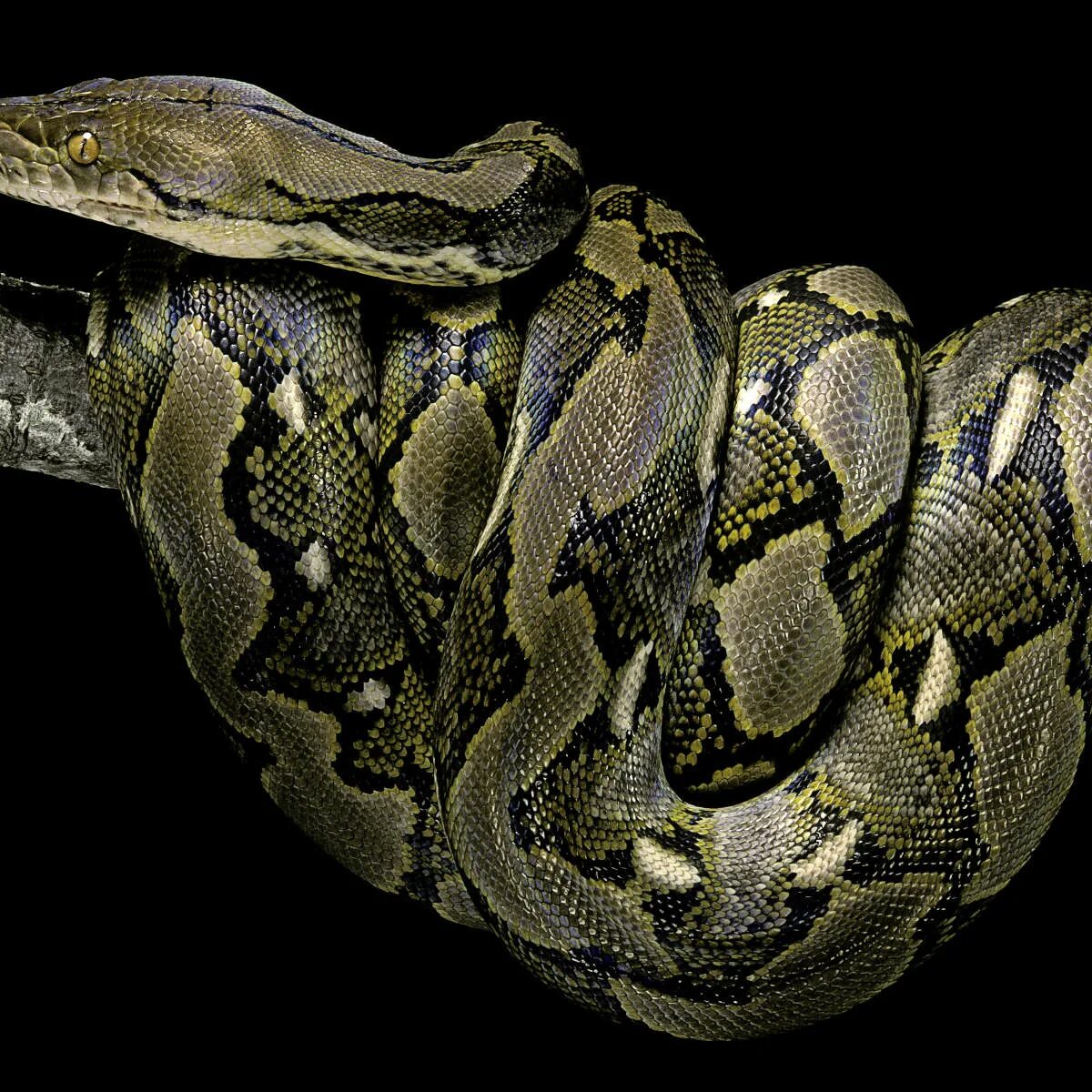 Snakes are longer. Питон ретикулятус. Malayopython reticulatus. Сетчатый питон белый. Питон на черном фоне.