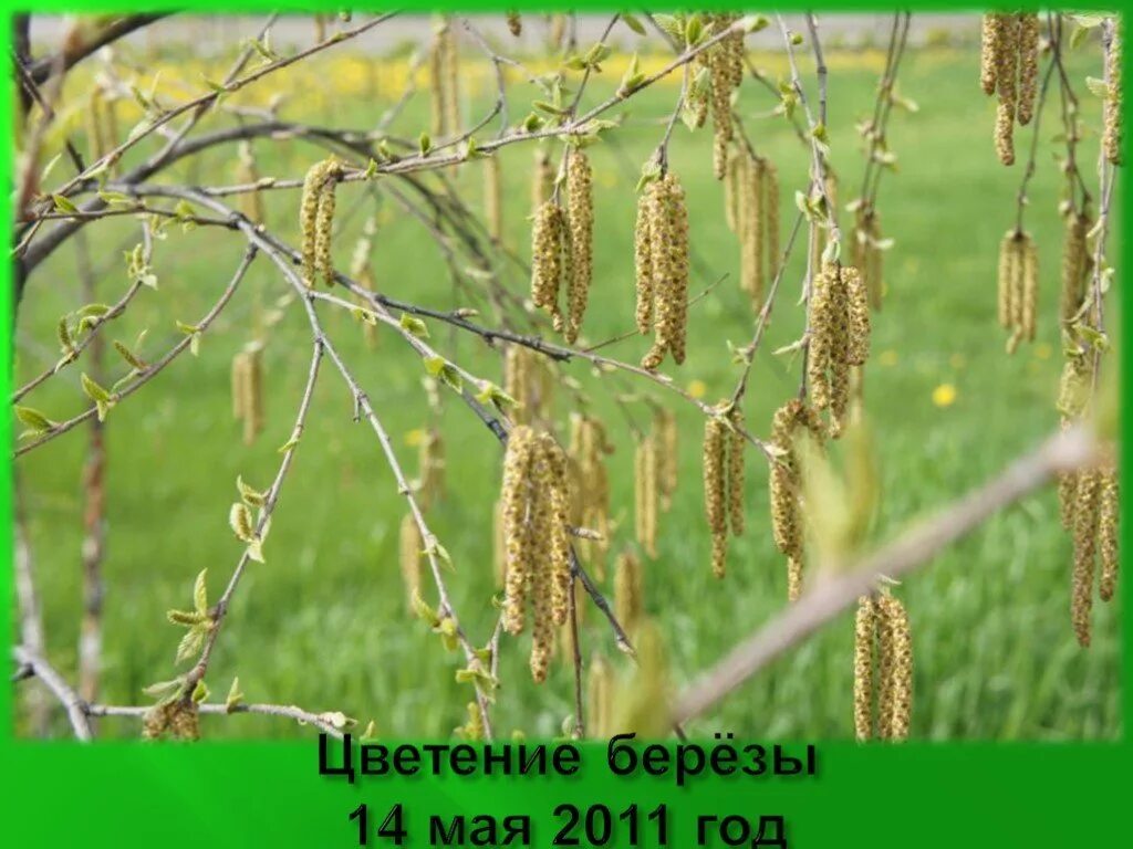 Цветение березы. Этапы цветения березы. Береза цветет. Стадии цветения березы. Когда начинается цветение березы