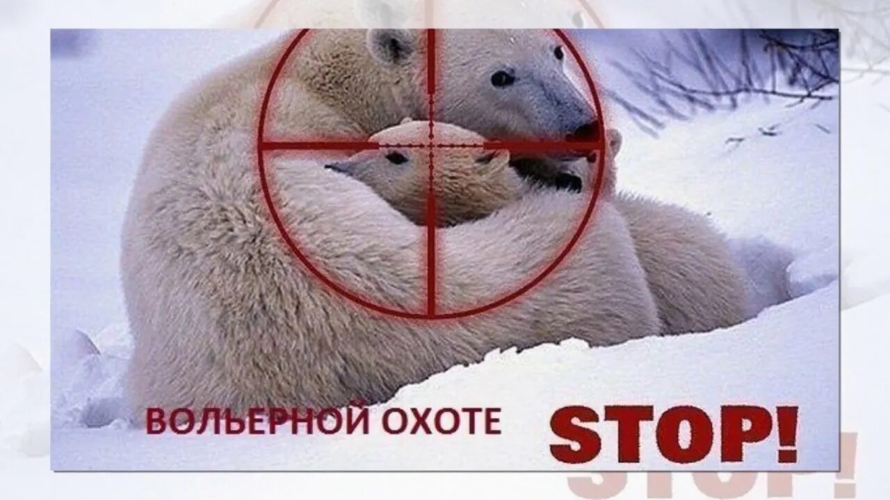 Браконьерство белых медведей. Охота на белых медведей запрещена. Запрет охоты 2024