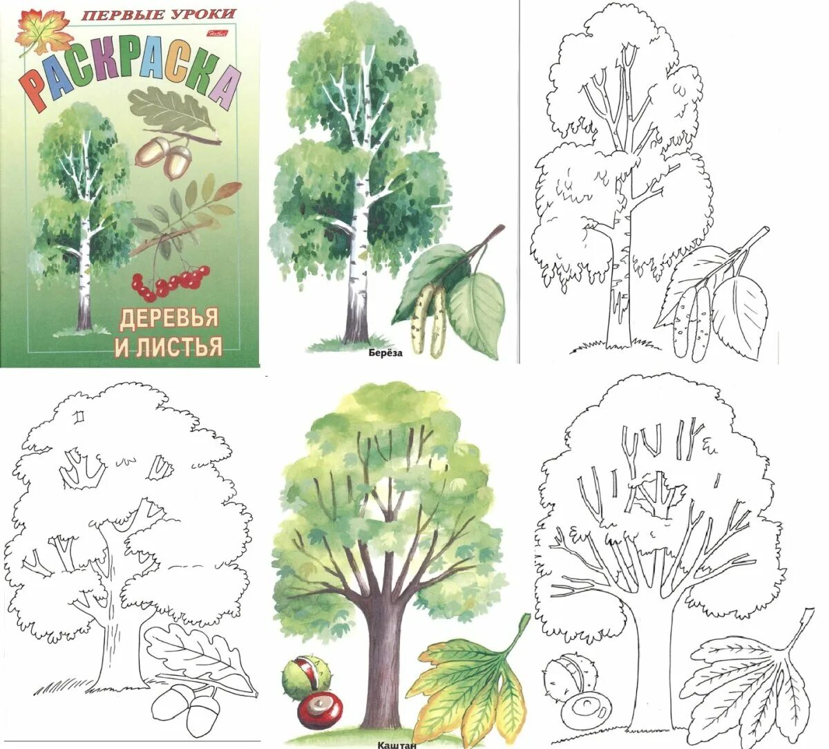 Этапы рисования осеннего дерева. Как рисовать лиственные деревья. Дерево раскраска. Дерево для рисования. Как нарисовать лиственное дерево.