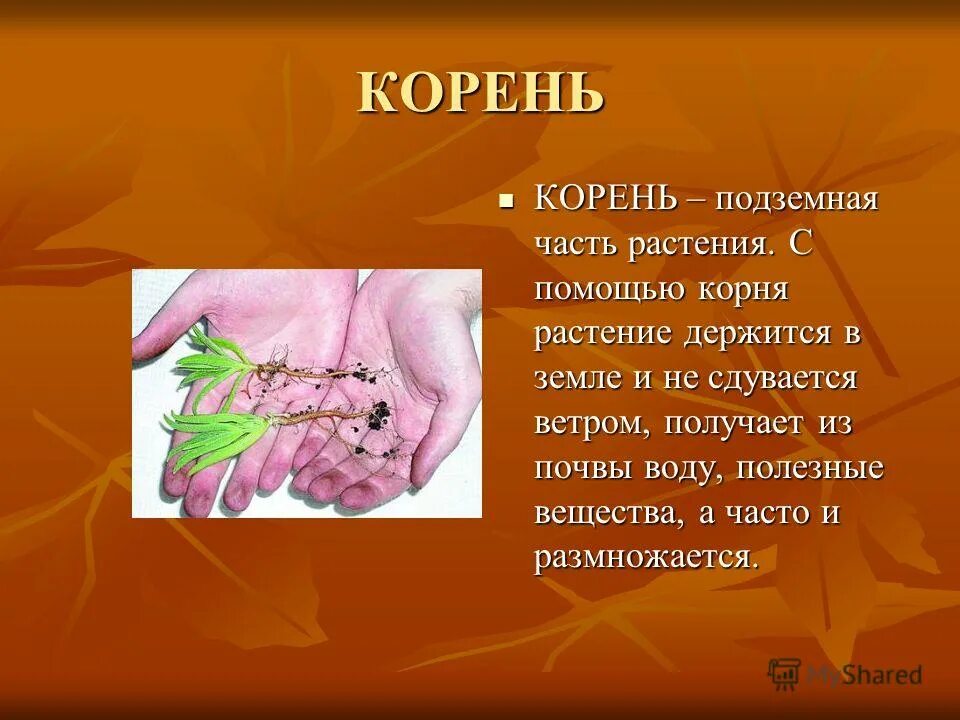 подземная часть растения. корне помощь. почвенные растения. размножение корневыми черенками. минеральное почвенное питание растений 6 класс биология.