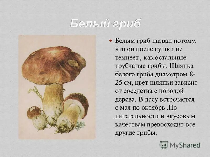 Слово гриб