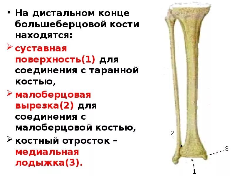 Находится берцовая кость. Дистальный отдел большеберцовой кости. Большеберцовая кость дистальный эпифиз. Дистальный конец большеберцовой кости. Строение большой берцовой кости.