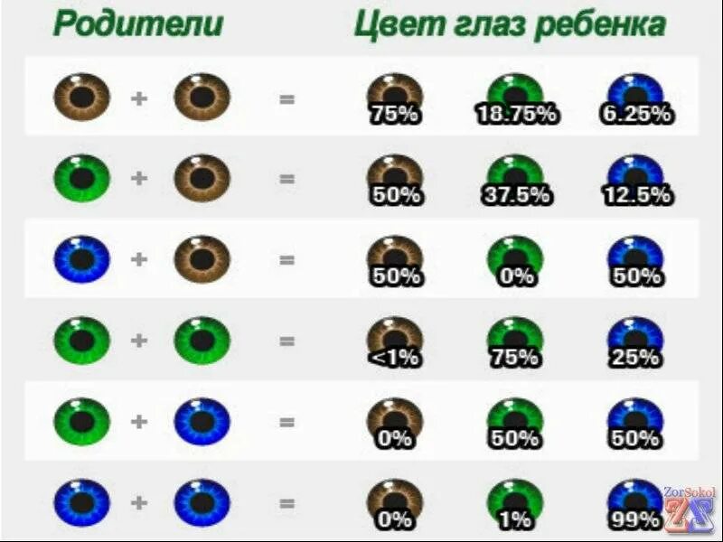 У светлоглазых рождаются кареглазые дети. Какие глаза будут у ребенка если у родителей карие и зеленые. Какого цвета могут быть глаза у ребенка если у родителей карие глаза. Если у родителей карие глаза какие будут у ребенка таблица. У родителей голубые и карие глаза какие будут у ребенка.