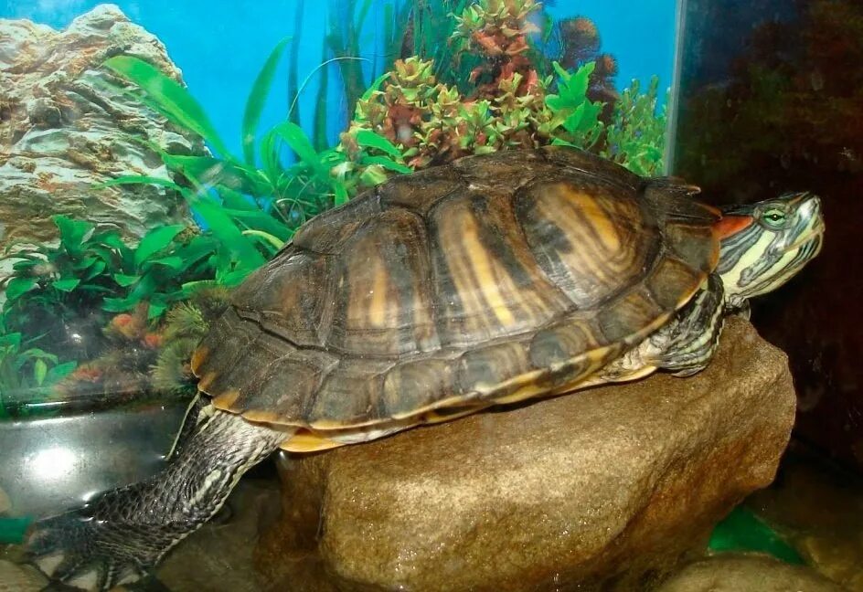 Аквариум черепахи содержание. Черепаха водная красноухая. Большая водная черепаха. Островок для черепахи. Черепаха в воде дома.