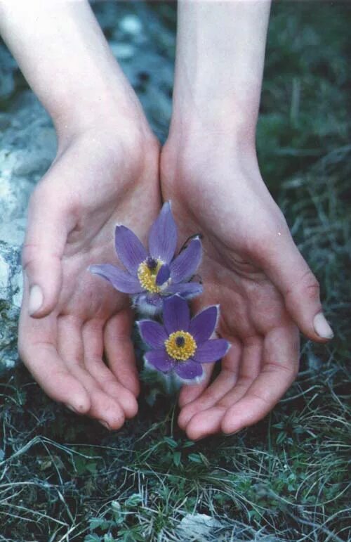 семена агапантуса. раситенне верелина бошмацок. сорванный цветок. цветы в огороде. собирает лекарственные травы.