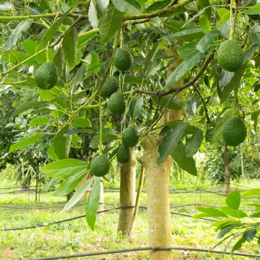 Avocado - este bogat in grasimi sanatoase - Biaplant
