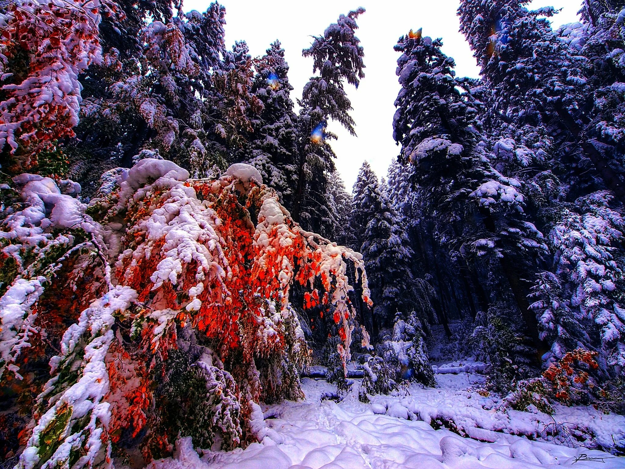 Красная снежка. Заснеженный лес. Великолепие зимы. Снежная природа. Красный лес в снегу.