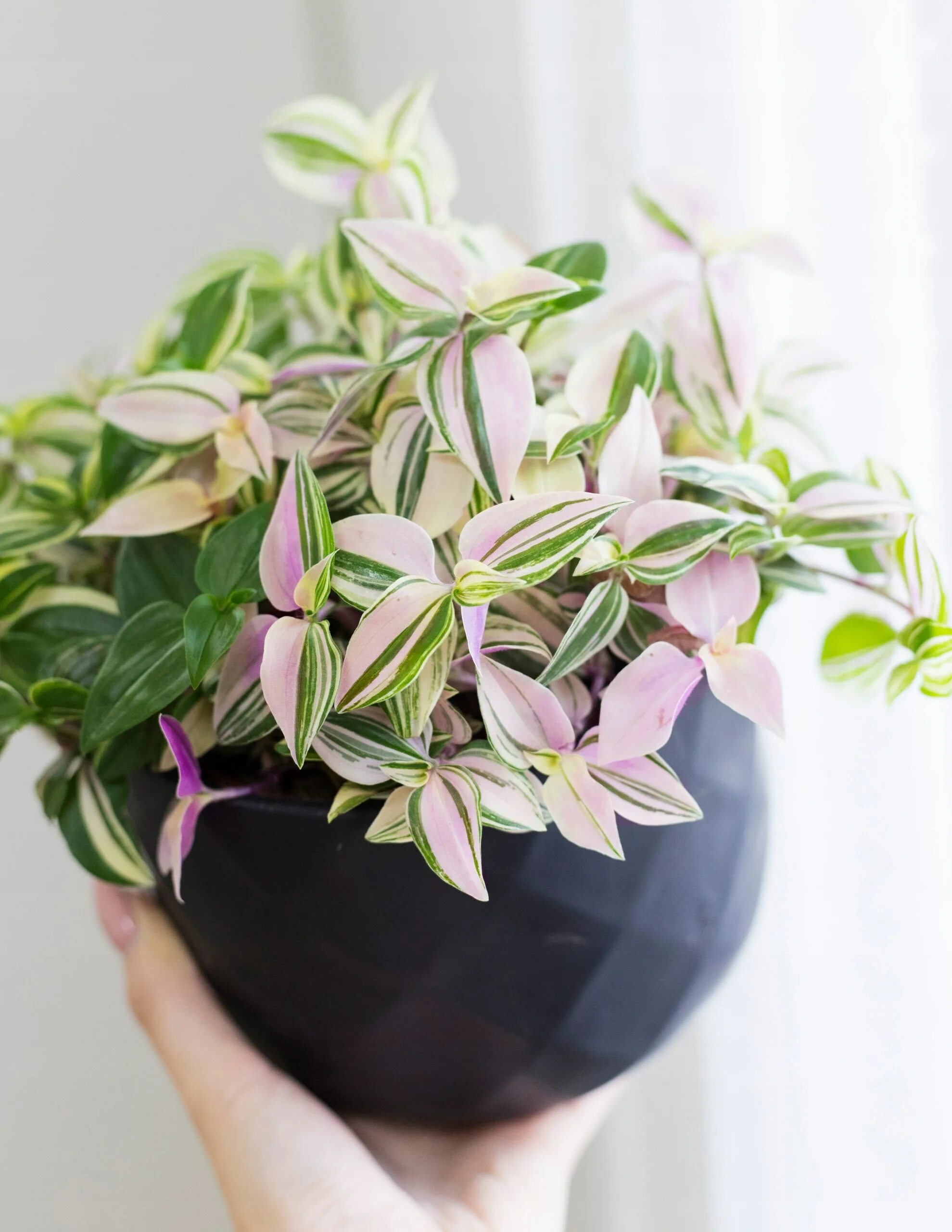 Традесканция класс. Традесканция Fluminensis Tricolor. Традесканция Приречная Флуминенсис. Традесканция зебрина. Традесканция зебрина квадриколор.