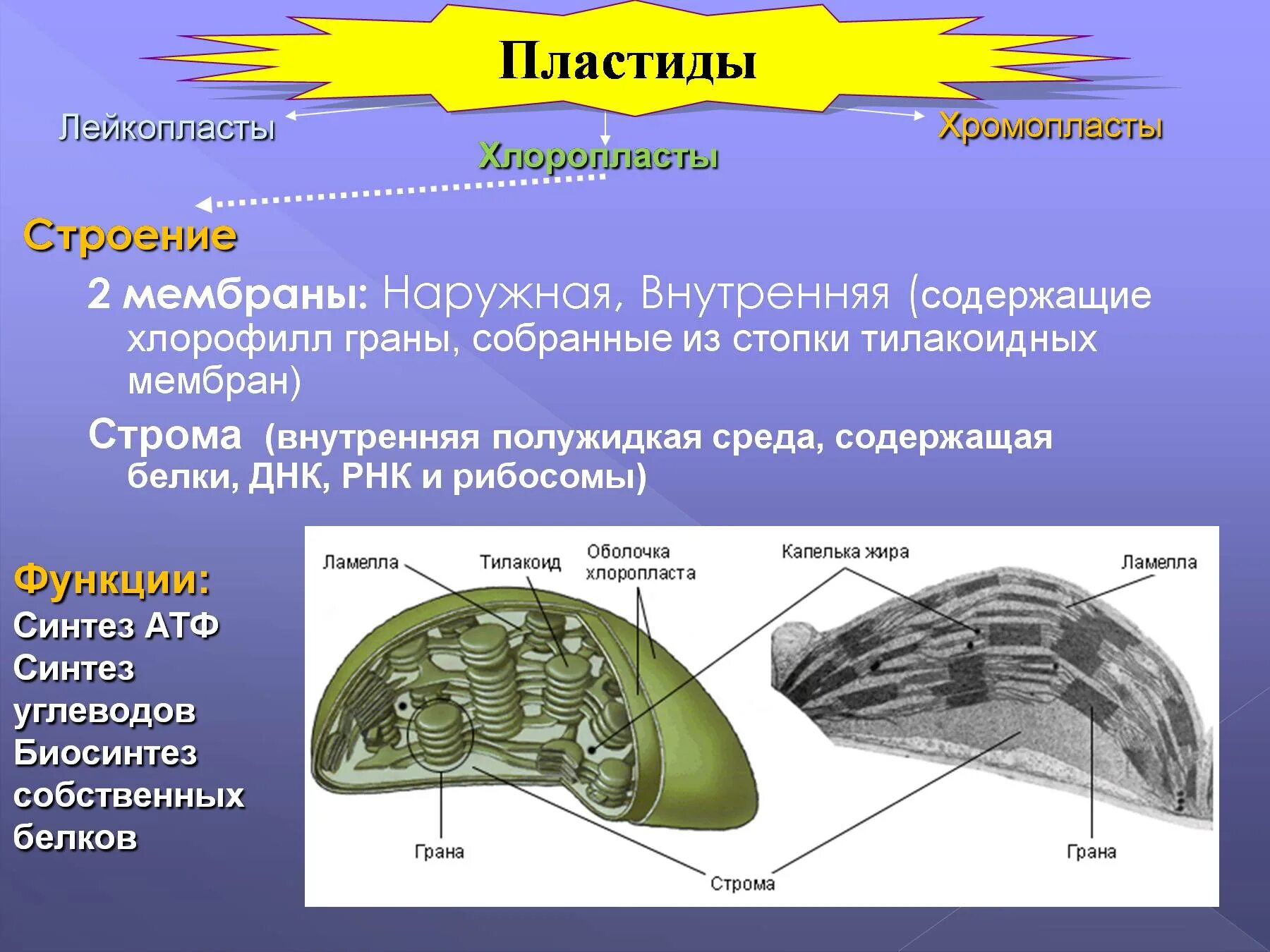 Строение органоида хлоропласта. Пластиды хлоропласты лейкопласты. Строение хлоропласта лейкопласта и хромопласта. Строение хлоропласта Строма. Пластиды хлоропласты хромопласты лейкопласты функции.