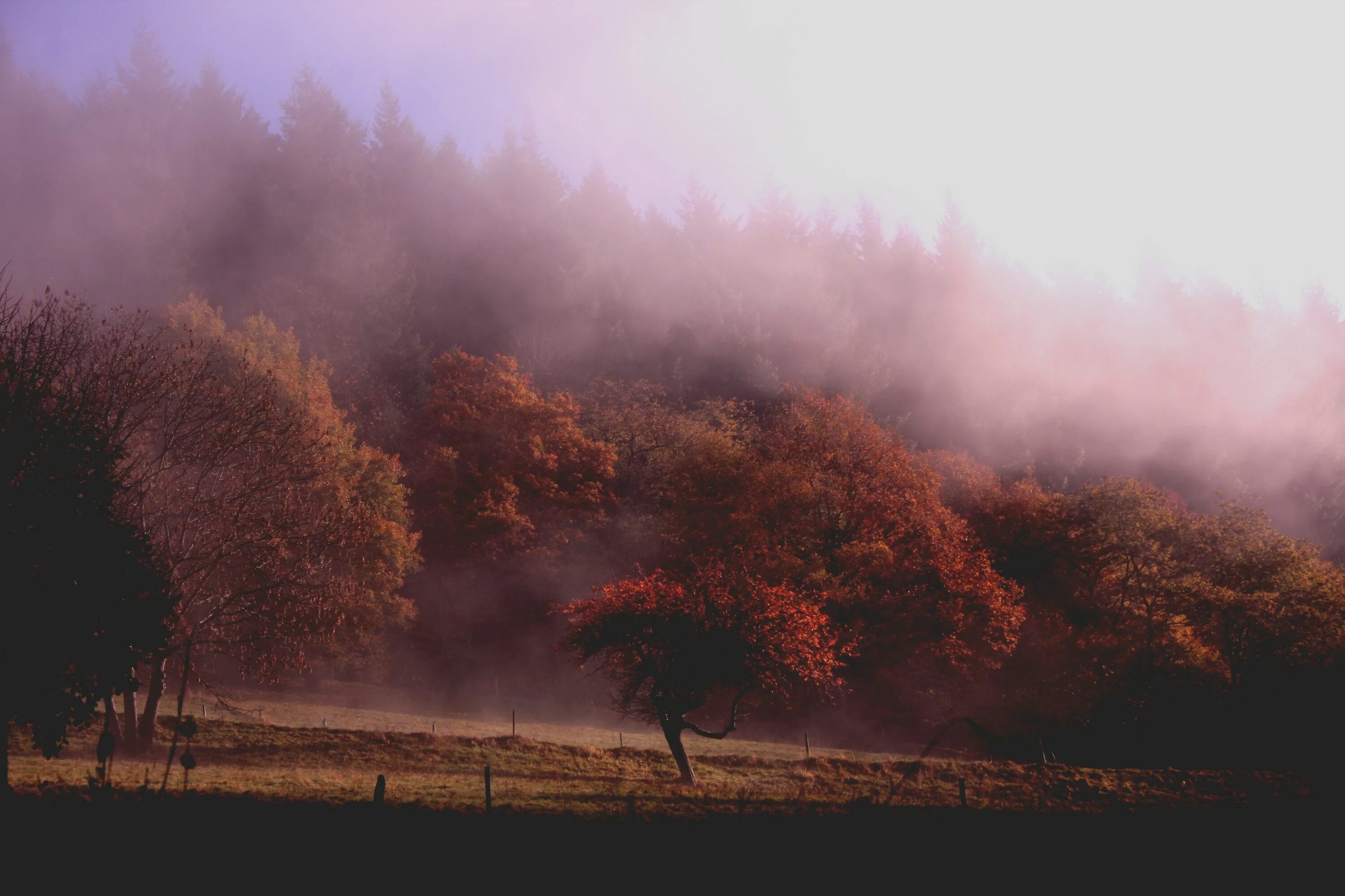 Атмосферные стоки. Багровый туман. Осень туман. Деревья в дымке. Красный туман.