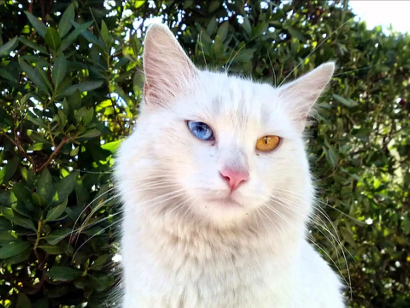 Другая порода кошек. Турецкий Ван Ванская кошка. Ван кедиси порода кошек. Турецкий Ван кедиси белый. Турецкая Ванская кошка белая.