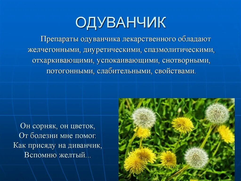 Одуванчики цветы польза и вред для здоровья. Одуванчик лекарственный сорные. Одуванчик сорное растение. Характеристика одуванчика. Распространенность растения одуванчик.