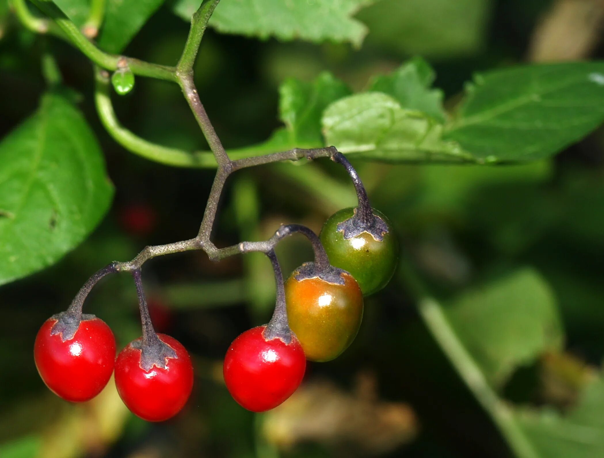 nightshade plants-in secret garden. Berries are poisonous. em 2020