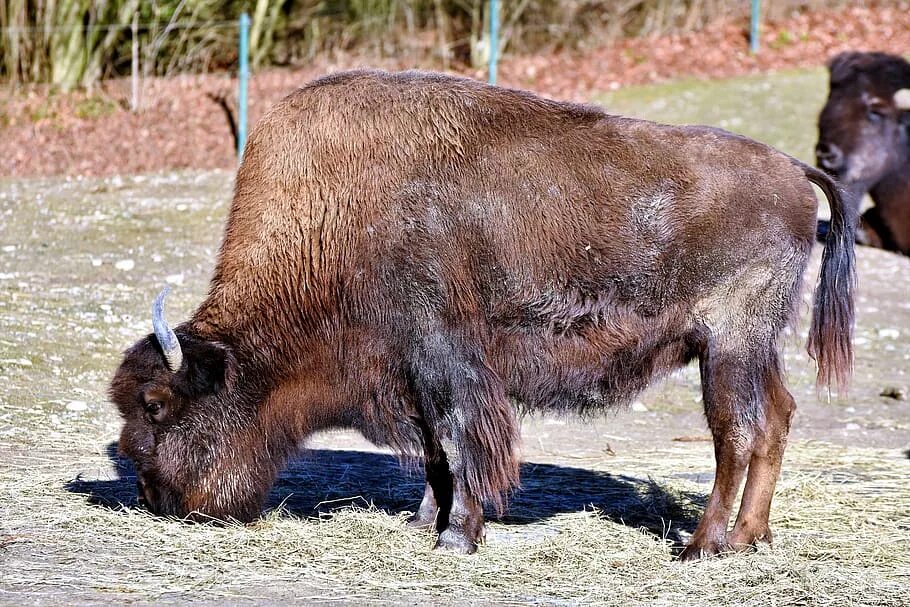 Bison bonasus. ЗУБР. ЗУБР фото.