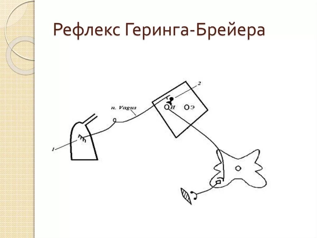 Рефлекс Геринга-Брейера. Рефлекторная дуга Геринга. Геринга-брёйера рефлексы. Схема рефлекторной дуги рефлекса Геринга–Брейера:.